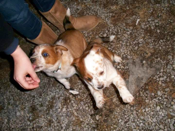 Introducing Mickie – the Tennessee born “Texas&nbsp;Heeler”