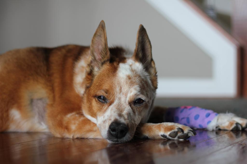 Goodbye my heart&nbsp;dog